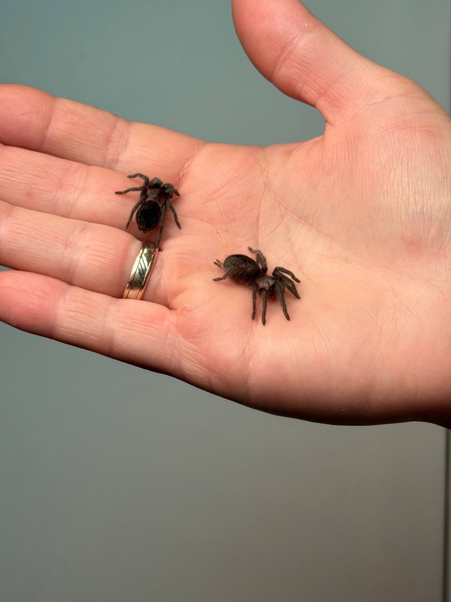 Ручні павуки для новачків, versicolor, emilia, smithi, sazimai, павук птахоїд, павук домашній