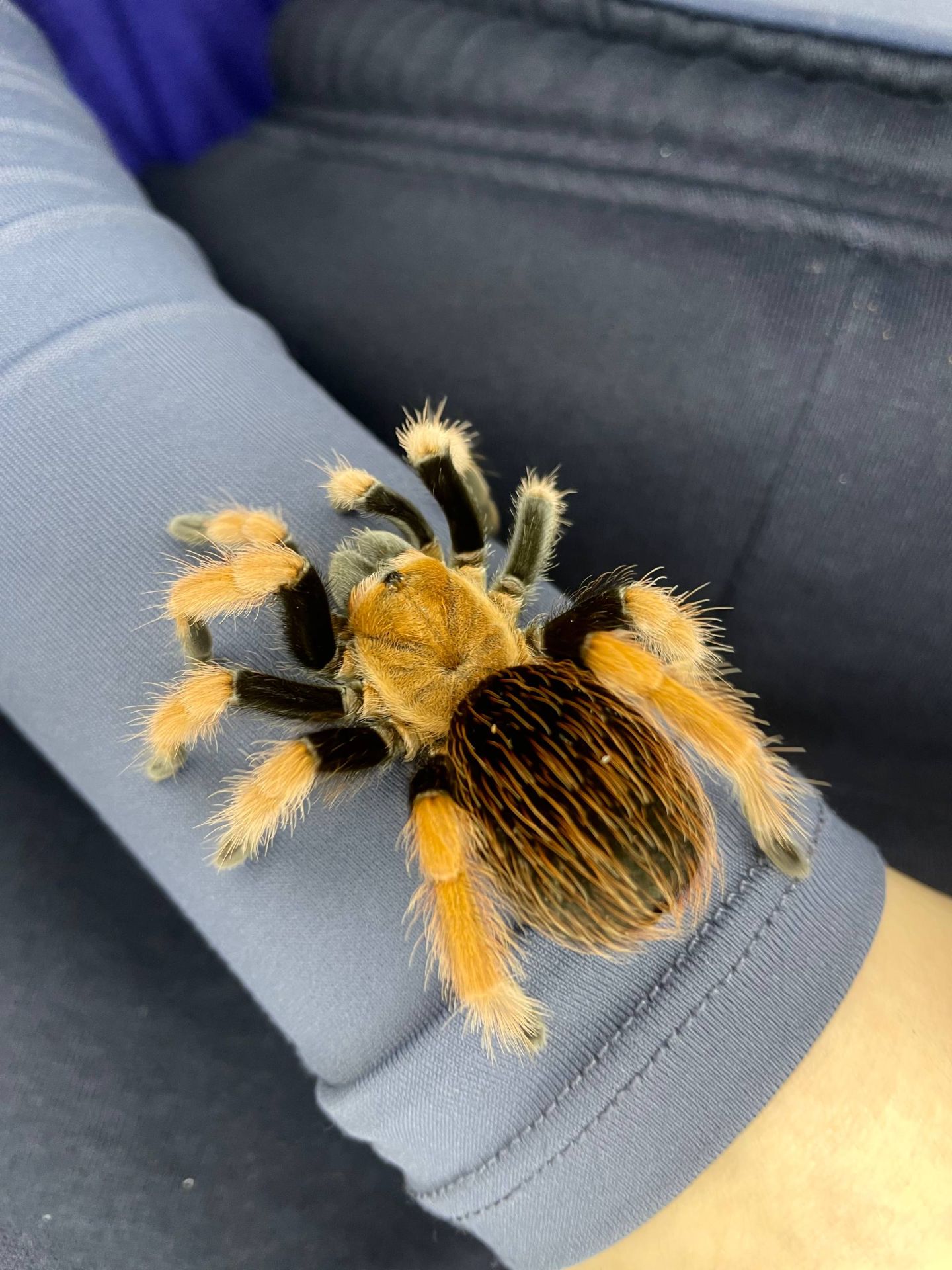 Ручні павуки для новачків, versicolor, emilia, smithi, sazimai, павук птахоїд, павук домашній