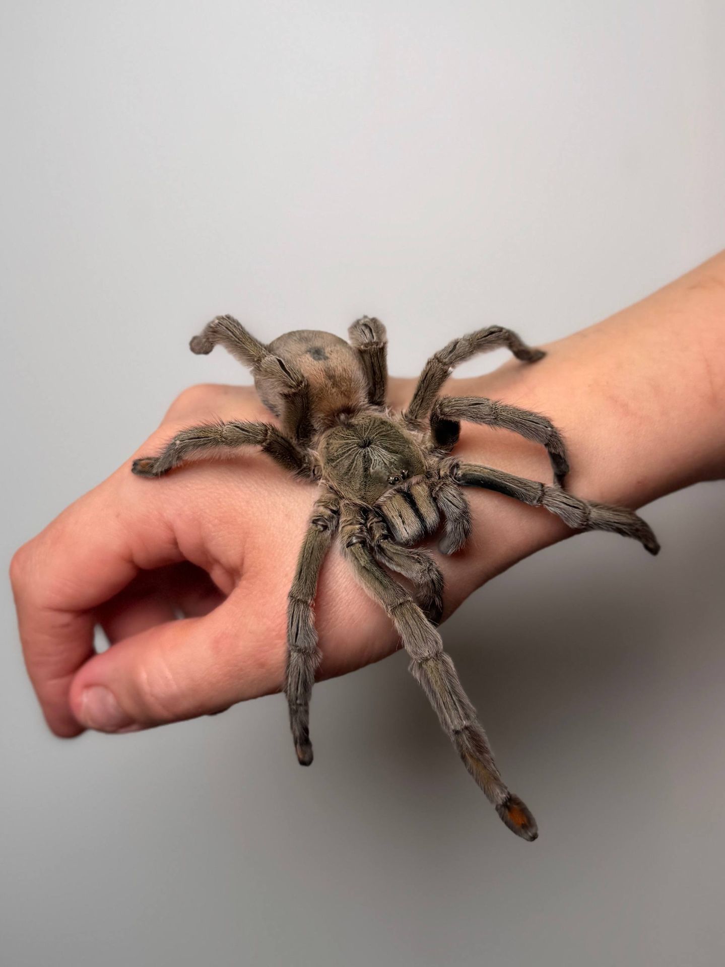 Ручні павуки для новачків, versicolor, emilia, smithi, sazimai, павук птахоїд, павук домашній