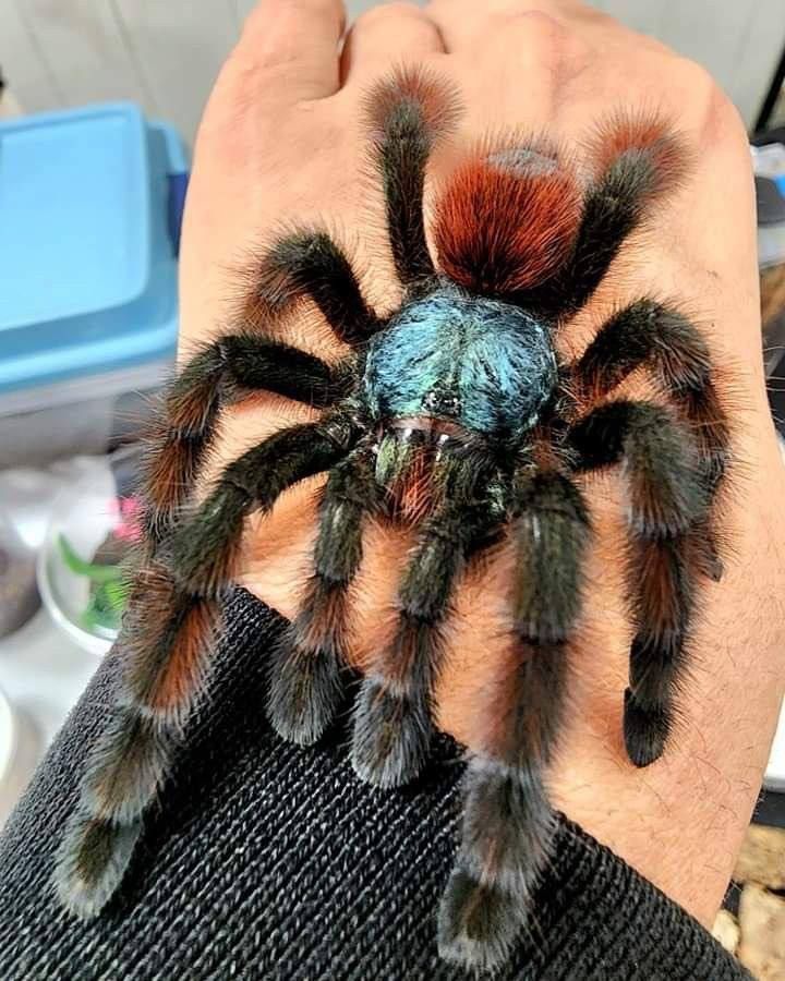 Ручні павуки для новачків, versicolor, emilia, smithi, sazimai, павук птахоїд, павук домашній
