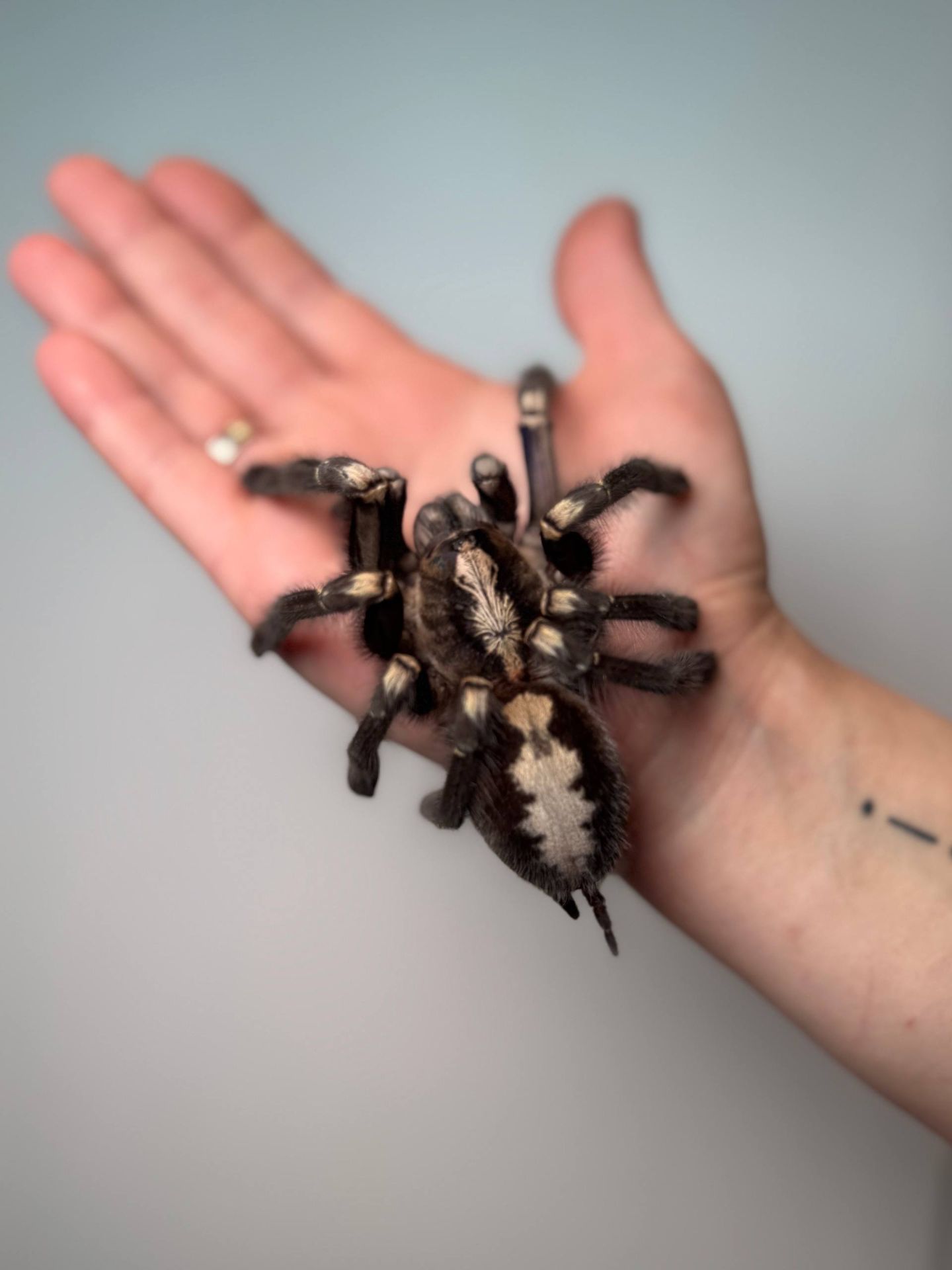 Ручні павуки для новачків, versicolor, emilia, smithi, sazimai, павук птахоїд, павук домашній