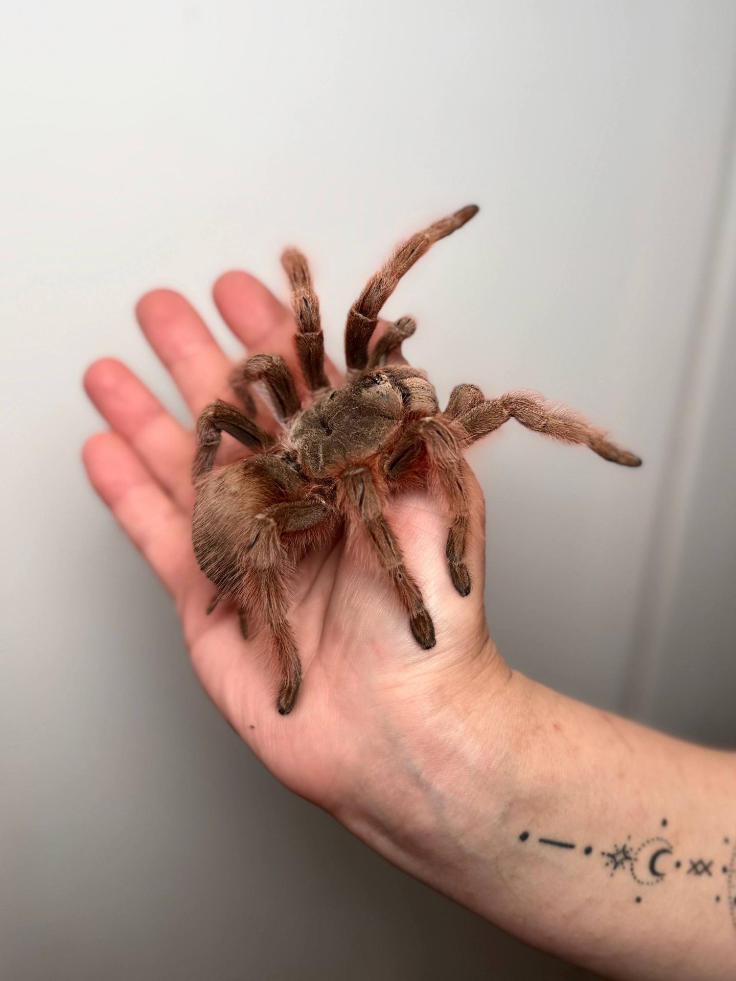 Ручні павуки для новачків, versicolor, emilia, smithi, sazimai, павук птахоїд, павук домашній