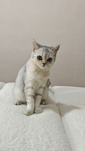Киця Луна