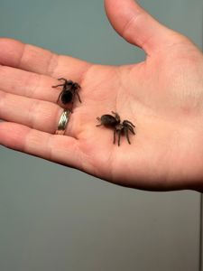 Ручні павуки для новачків, versicolor, emilia, smithi, sazimai, павук птахоїд, павук домашній