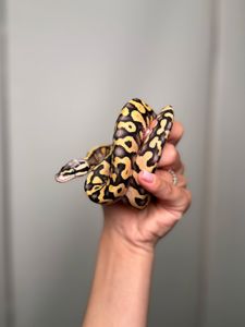 Королівський пітон, регіус, кулястий пітон, ручний пітон, ручна змія