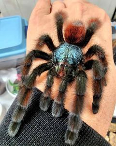 Ручні павуки для новачків, versicolor, emilia, smithi, sazimai, павук птахоїд, павук домашній