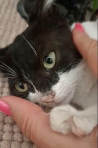 Котенок Бетманша ( Бетти)