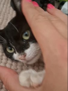 Котенок Бетманша ( Бетти)
