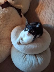 Котенок Бетманша ( Бетти)