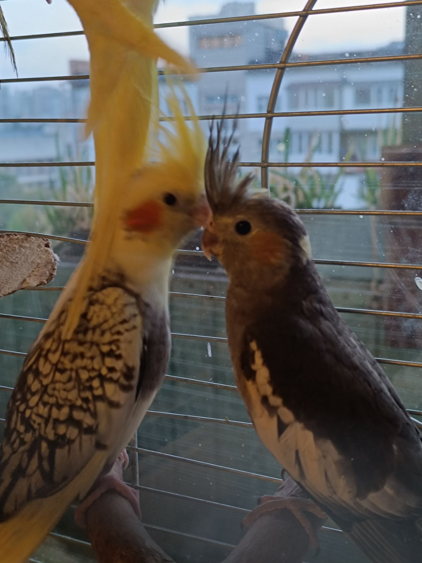 🦜 Корели у продажу!