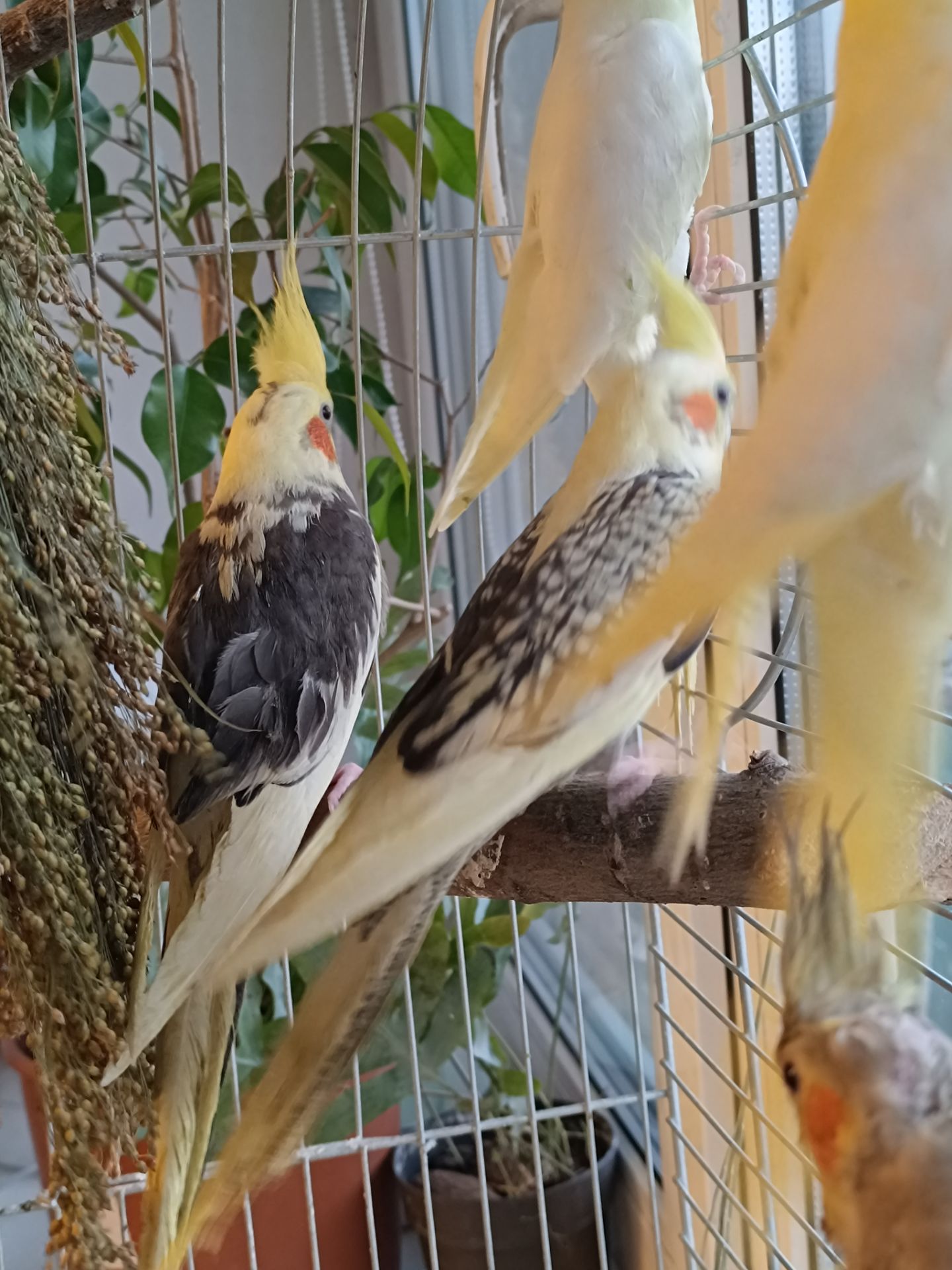 🦜 Корели у продажу!