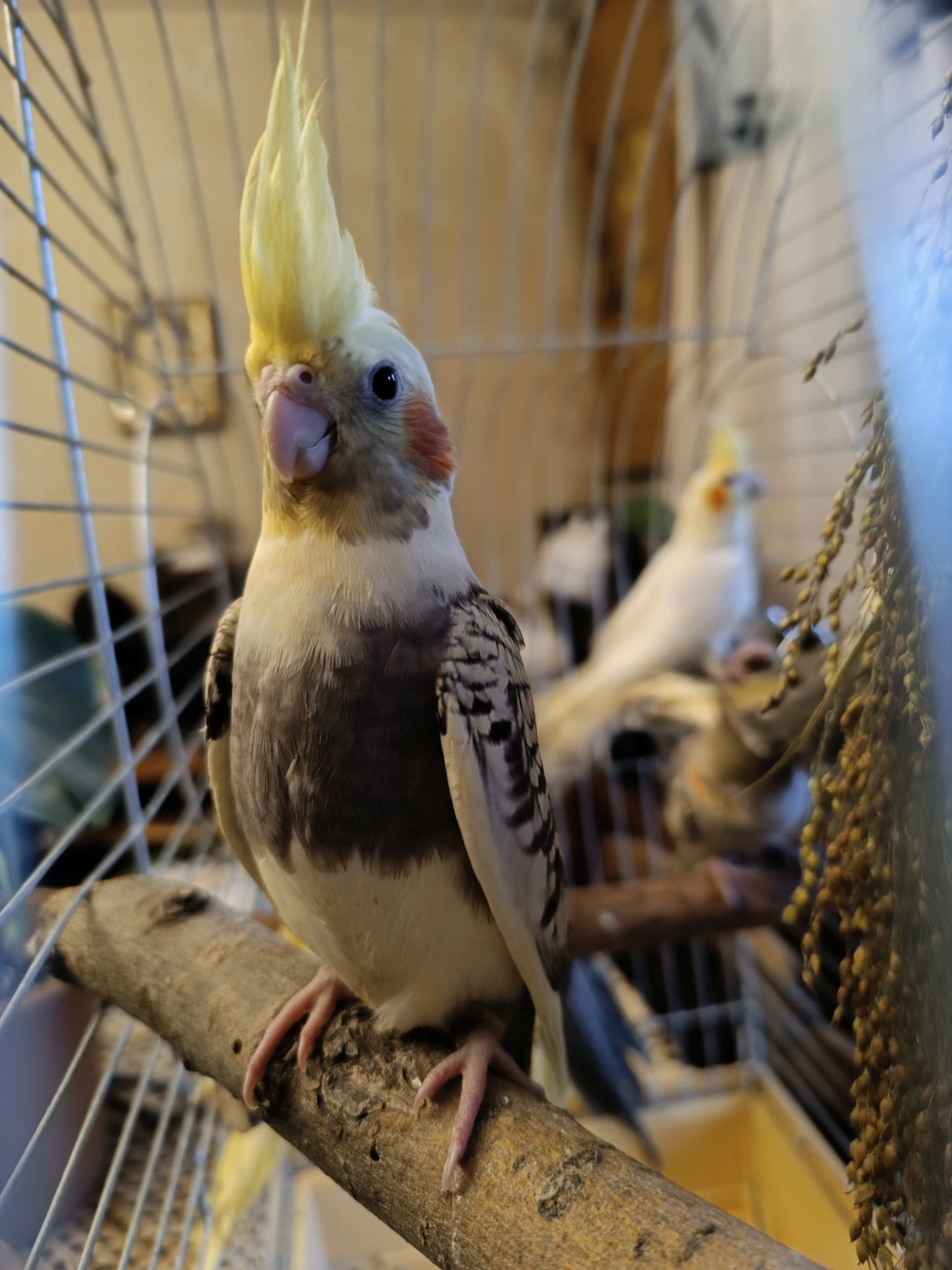 🦜 Корели у продажу!