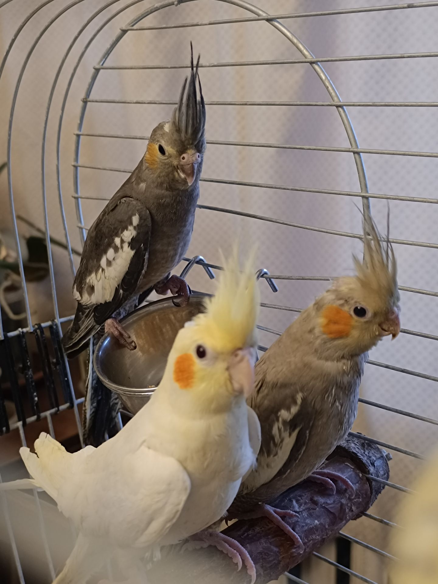 🦜 Корели у продажу!