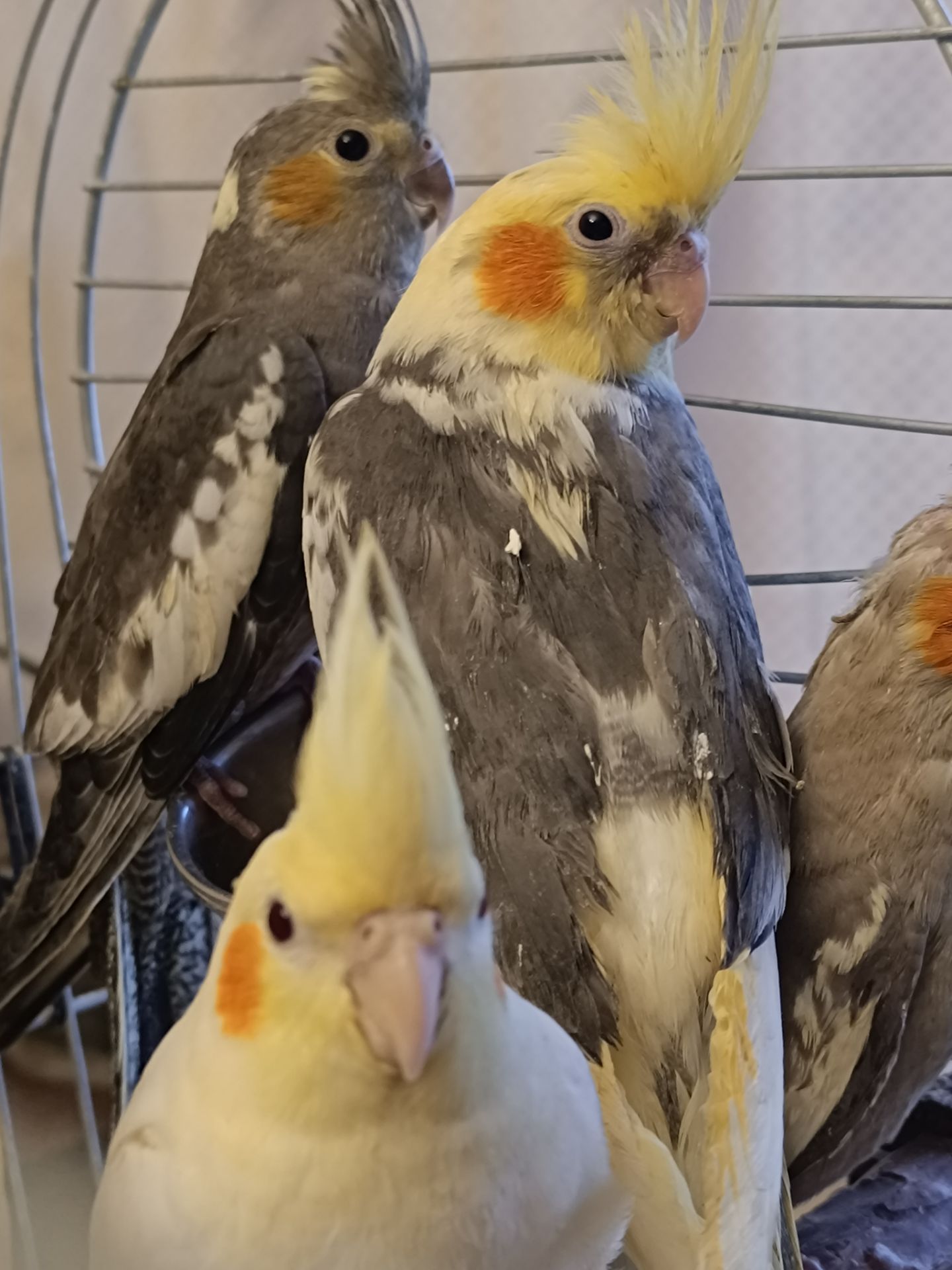 🦜 Кореллы на продажу!