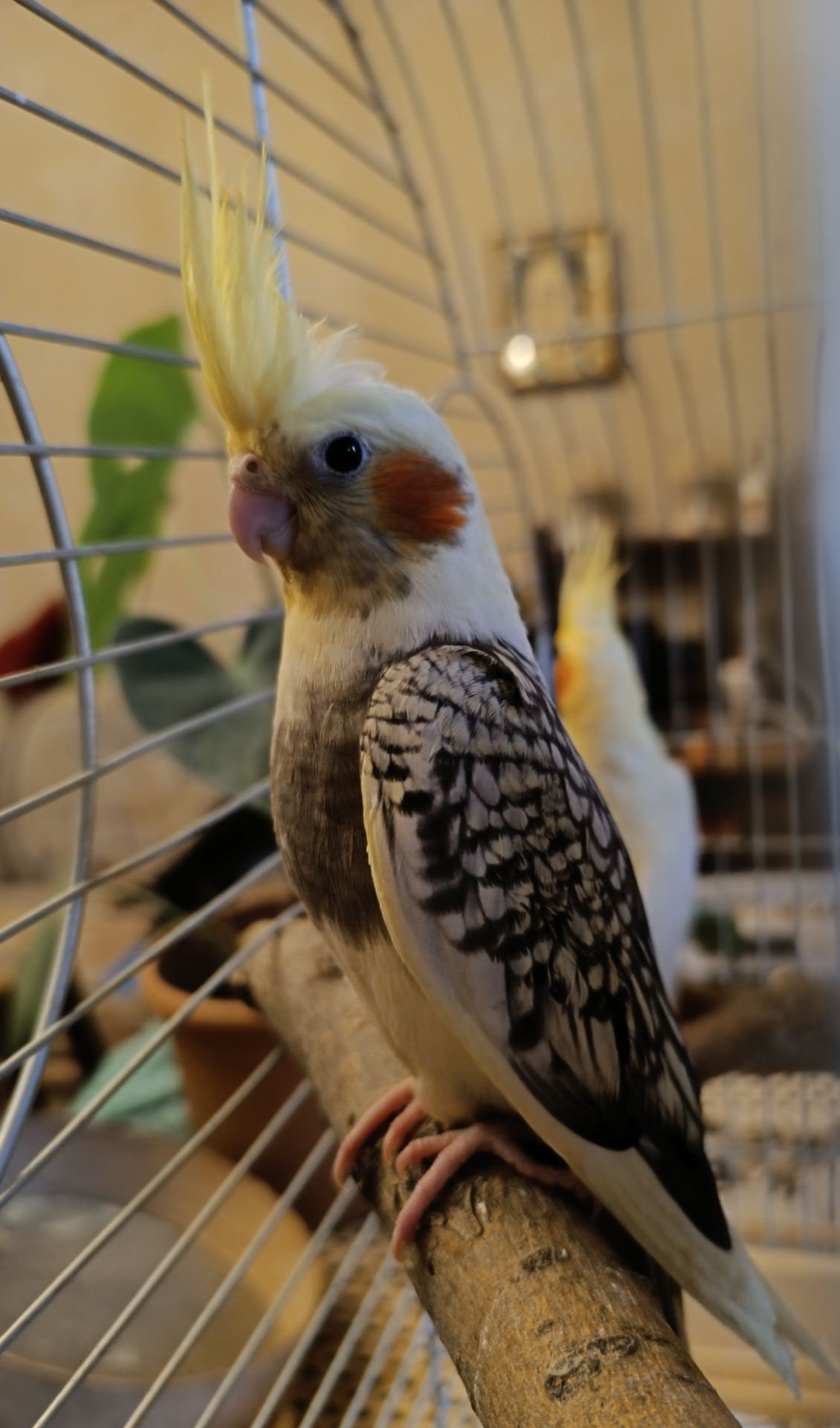 🦜 Кореллы на продажу!