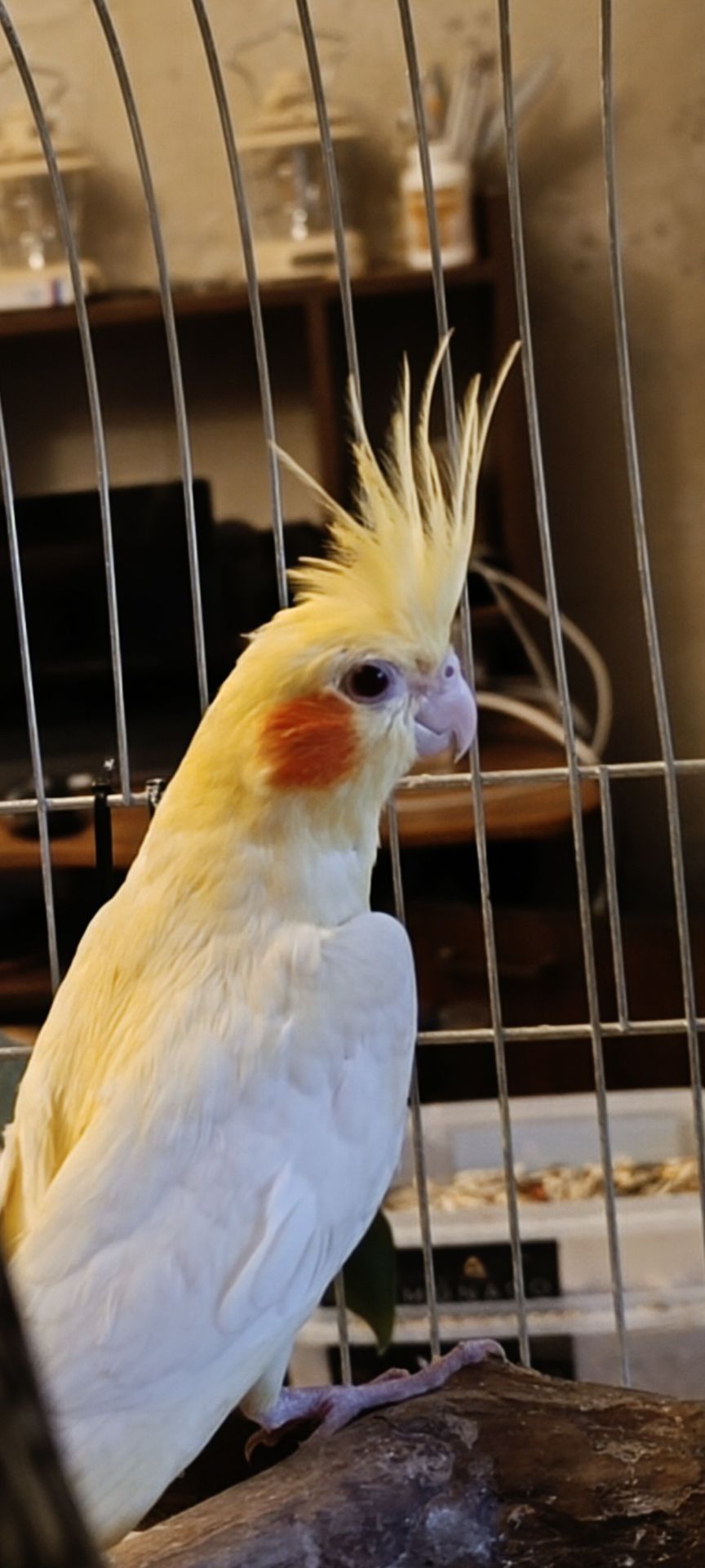 🦜 Кореллы на продажу!