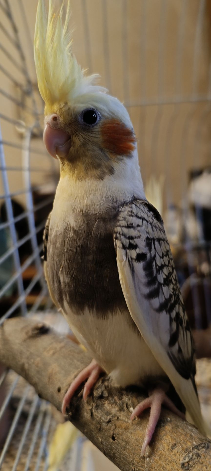 🦜 Кореллы на продажу!