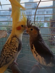 🦜 Корели у продажу!