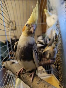 🦜 Корели у продажу!