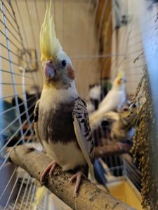 🦜 Корели у продажу!