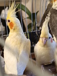 🦜 Кореллы на продажу!
