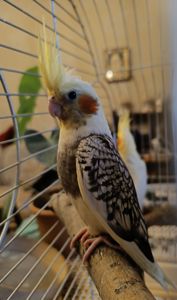 🦜 Кореллы на продажу!