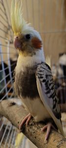 🦜 Кореллы на продажу!