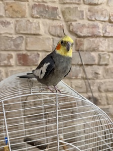 Хлопчик з кліткою та всім необхідним