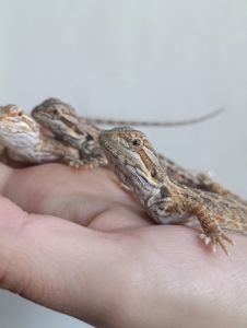 Малюки бородатої агами