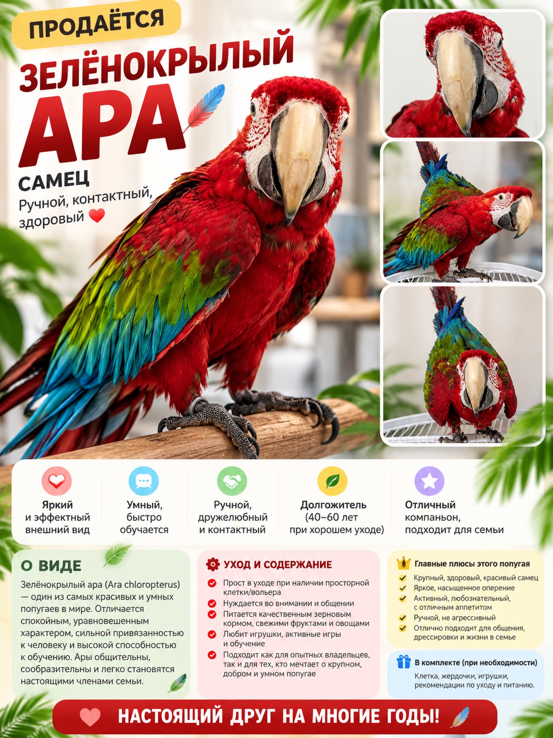 🦜 Зелёнокрылый Ара — роскошный яркий самец, настоящий красавец ❤️