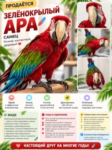 🦜 Зелёнокрылый Ара — роскошный яркий самец, настоящий красавец ❤️