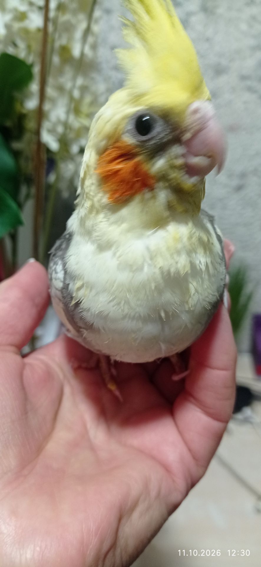 Корела пташеня Ярик