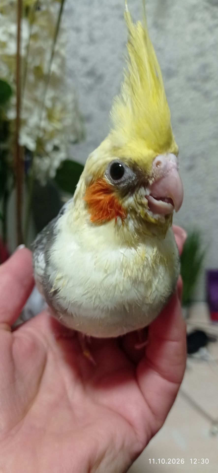 Корела пташеня Ярик
