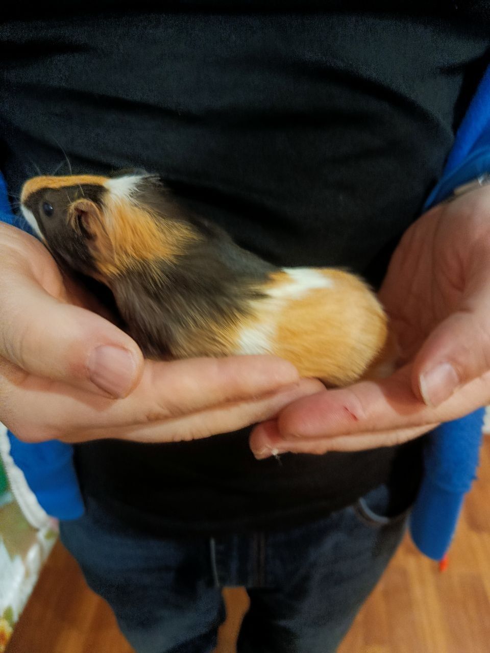 Морские свинки Малюки