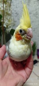 Корела пташеня Ярик