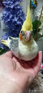 Корела пташеня Ярик