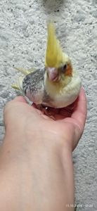 Корела пташеня Ярик