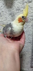 Корела пташеня Ярик