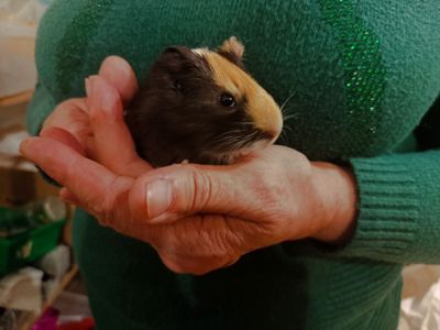 Морские свинки Малюки