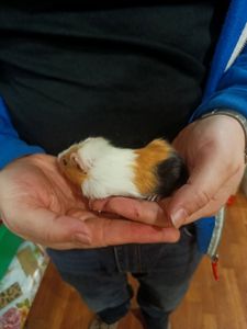 Морские свинки Малюки