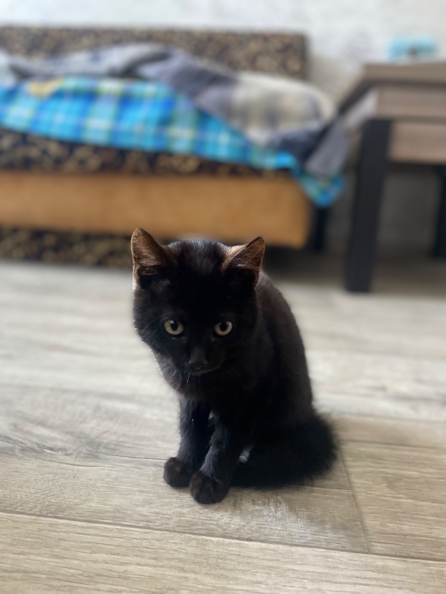 Котята Харьков