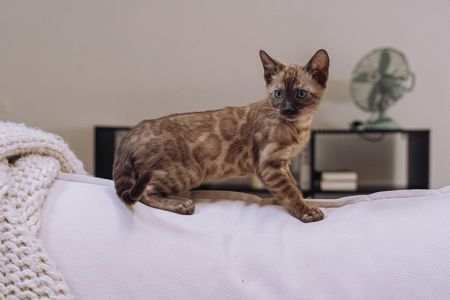 Шикарні бенгальські кошенята дівчата