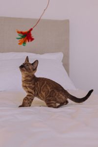 Шикарні бенгальські кошенята дівчата