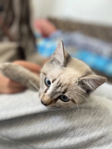 Котята Харьков