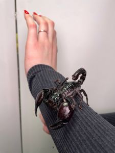 Декоративний ручний скорпіон, Heterometrus petersi, домашній скорпіон Petersi, тропічний скорпіон