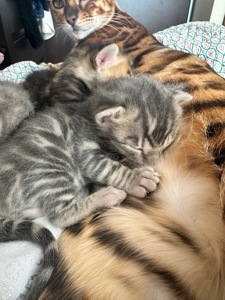 Кошенята бенгальської породи Blue