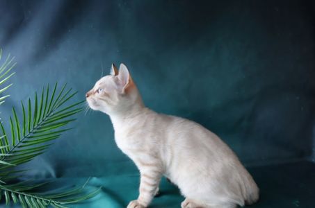 Сніжні бенгальські кошенята
