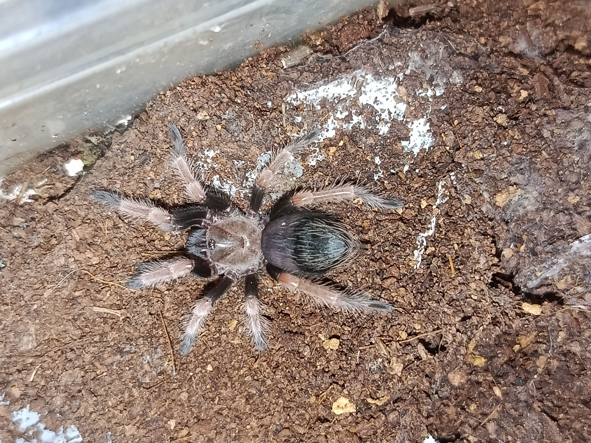 Самка Brahypelma boehmei
