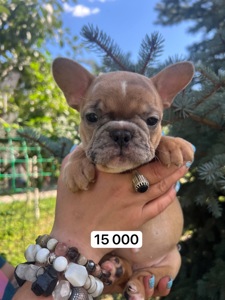 Продаж французьких бульдогів