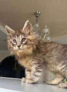 Кошеня мейн кун Еліт